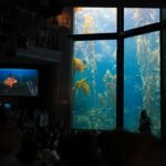 A large aquarium filled with lots of fish