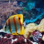 yellow and white fish underwater photography