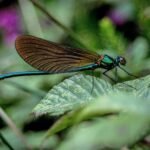 a blue and brown dragonfly sitting on a green leaf