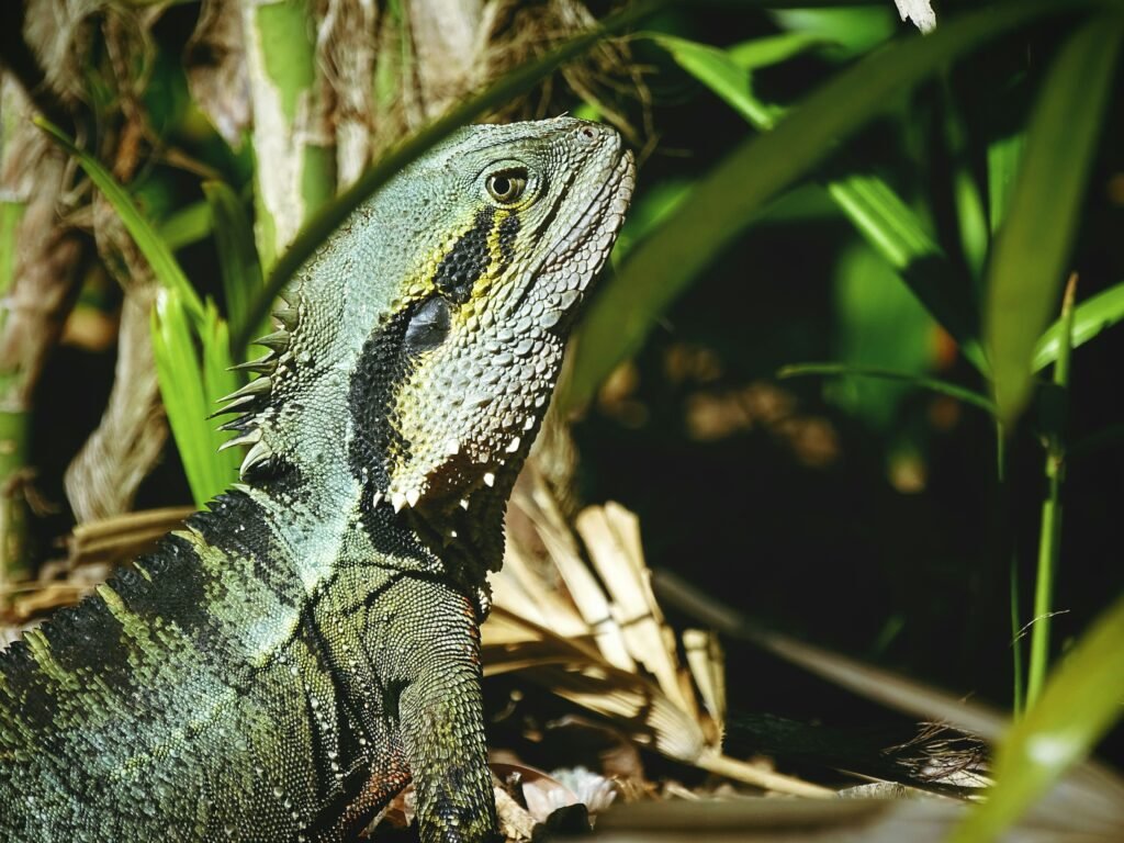 An iguana sitting on the ground in the grass