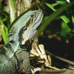 An iguana sitting on the ground in the grass