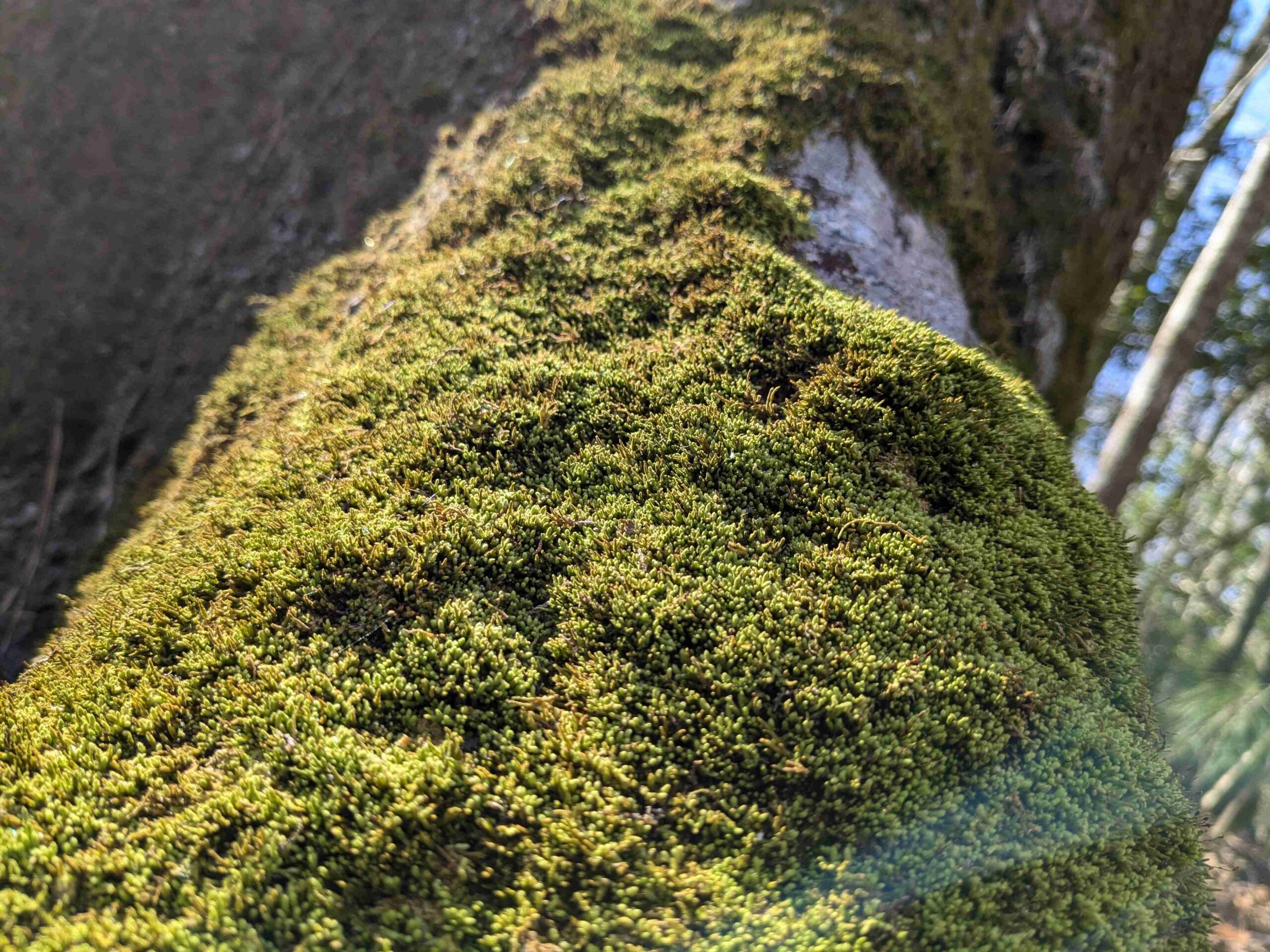 How to Grow Moss with a Blender and Buttermilk